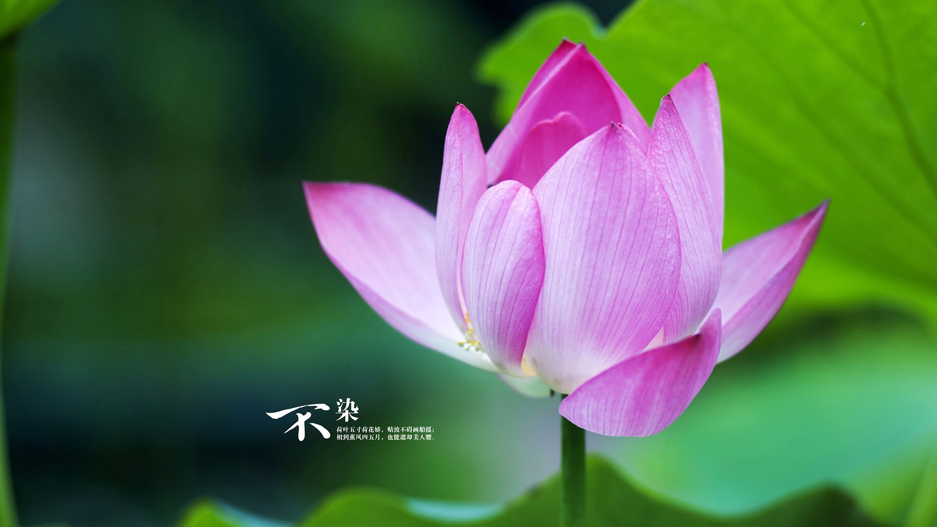 年度典范：球员的年度最佳表现一览，nba年度最佳球员奖