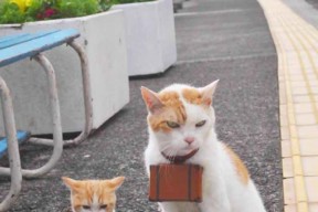 kaiyun体育综合-德国骑手弗洛尔·德·温内在2024年欧洲三项赛锦标赛中获得个人铜牌，表现出色。