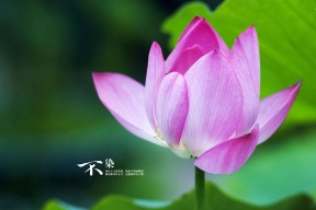 开云kaiyun-年度典范：球员的年度最佳表现一览，nba年度最佳球员奖