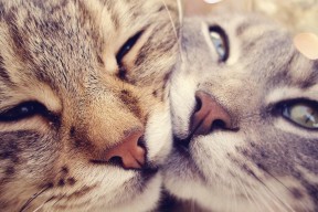 开云体育在线赛事直播-意大利男子公路赛选手获得银牌，意大利顶级公路车