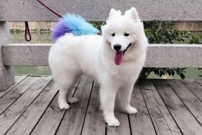 开云网址入口-《V5战队新星Lina崭露头角，未来可期》，v5战队新一