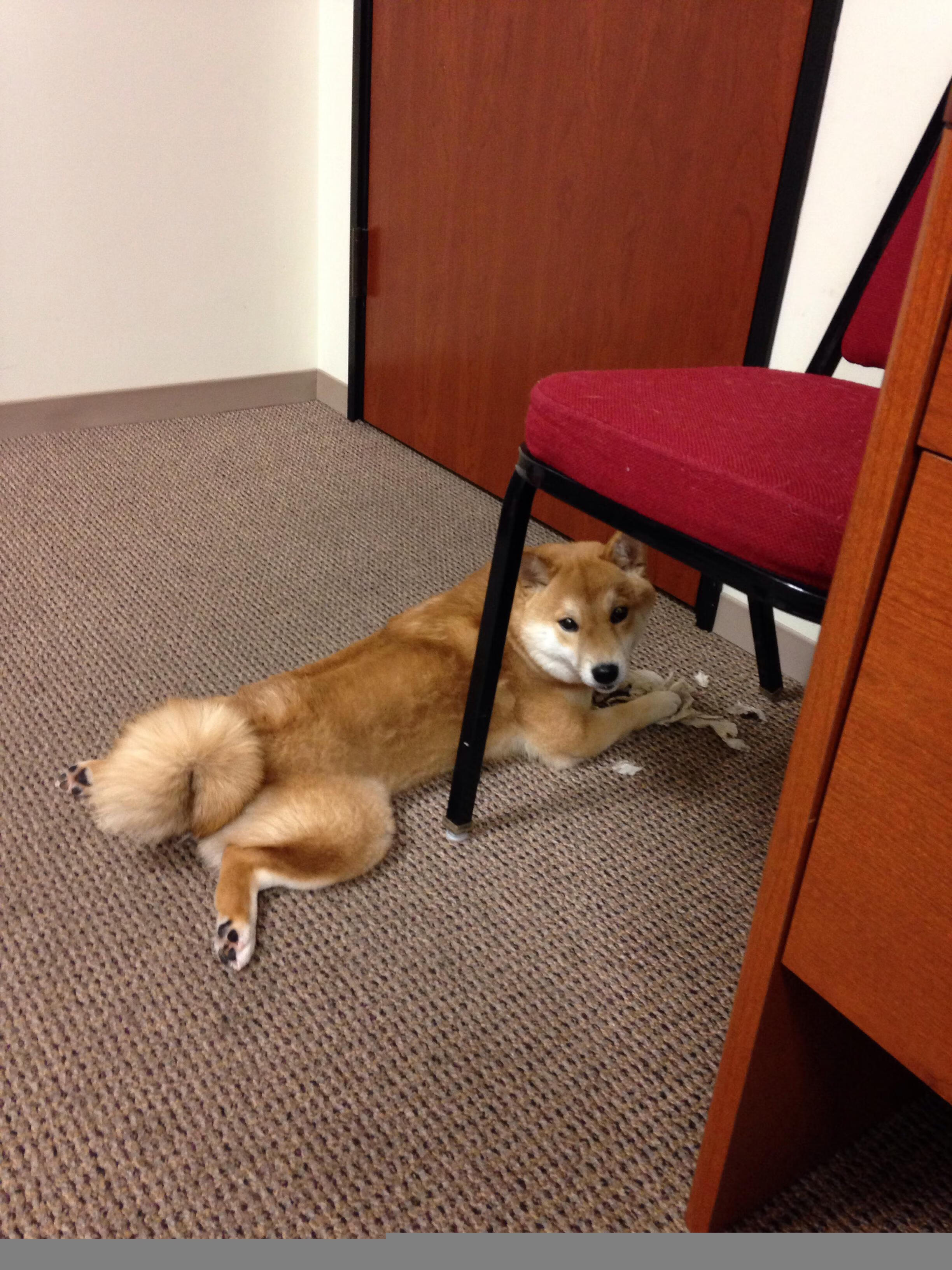 体育产业基金支持中国足球创新创业项目，体育产业 基金